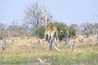 Afrika zürafası (zürafa camelopardalis) )