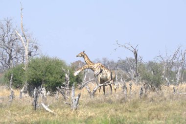 Vahşi doğadaki zürafa