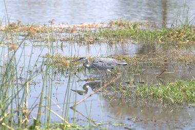 Gölette bir balıkçıl.