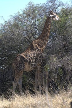 Kenya ovasında bir zürafa, çalılığın ortasında.