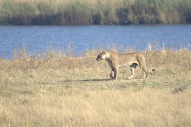 Dişi aslan (panthera leo), savanada yürüyor, Kenya.