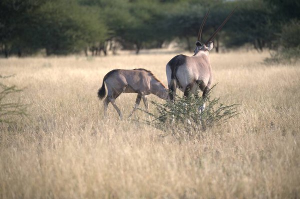 дикая зебра в африканской саванне