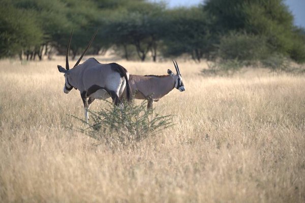 Дикая дикая дичь в африканской саванне