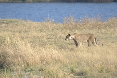 Ağaçların arasında genç bir geyiğin güzel bir görüntüsü.