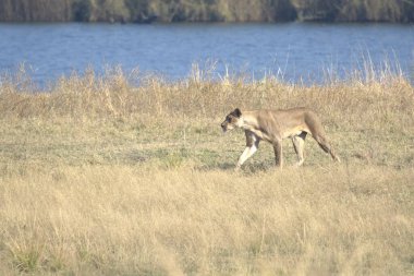 Ormandaki yabani geyik