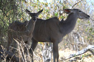 wild deer in the savannah of kenya