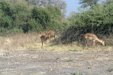 Afrika bozkırındaki genç vahşi geyik.