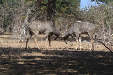 Savanadaki vahşi antilop