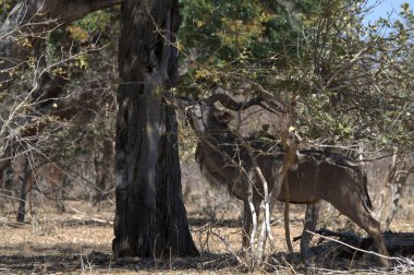 Parkta genç bir erkek ve erkeğin yakın plan fotoğrafı.