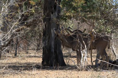 Ormanda bir grup geyik