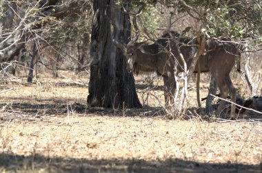 Kenya bozkırında bir grup genç vahşi hayvan.