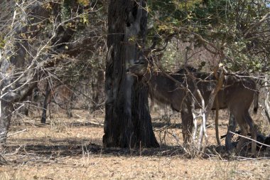 Afrika çalı fili Güney Afrika 'daki Kruger Ulusal Parkı' nda