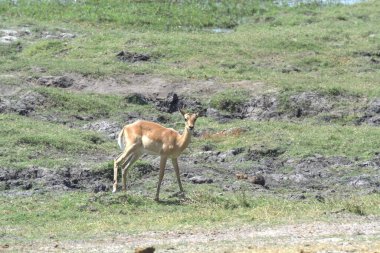 Doğada, ormanın kenarında yürüyen bir geyik.