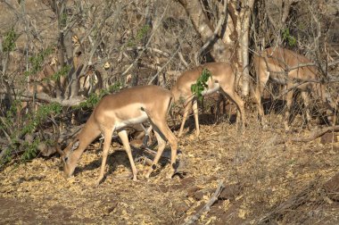 deer in the savannah