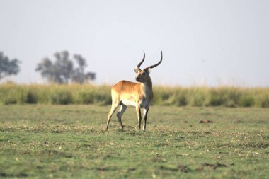 Savanada boynuzları olan erkek bir impala.