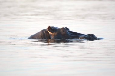Suda bir su aygırı. hipopotam amfibi.
