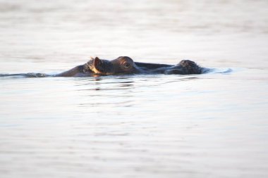 Afrika 'nın vahşi su aygırları suda.