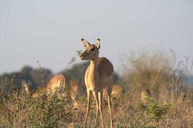 Çimlerin üzerinde dişi antoplar