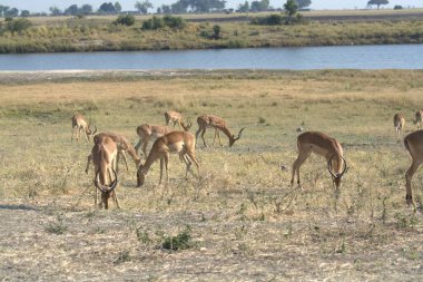geyik ailesi doğada