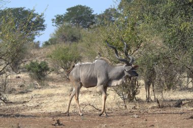 Vahşi doğada büyük bir boğa