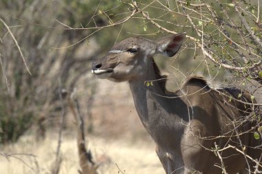 Afrika savanasının güneyindeki vahşi bir kugeldu.