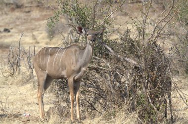 Dişi kudu, tratragelaphus gelaphus, Güney Afrika 'daki Kruger parkında kuru çalıların üzerinde duruyor..