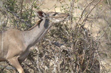 Tarlada bir dişi geyiğin yakın çekimi.