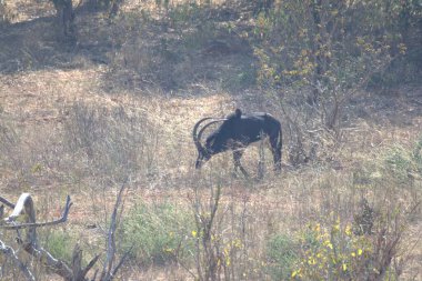 Kara geyik vahşi doğada