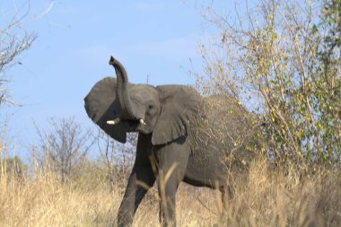 Afrika fili güneşli bir günde çalıların arasında yürüyor.