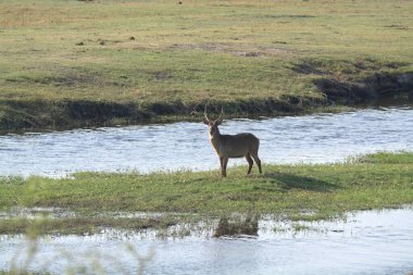 Ormandaki çimlerin üzerinde duran bir yaban domuzu.