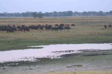 Afrika filleri sürüsü Güney Afrika 'daki Kruger Ulusal Parkı' ndaki su birikintisinde yürüyor..