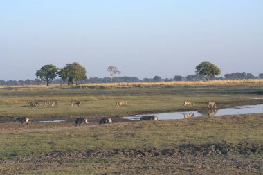 İnekler akşamları Hindistan kırsalında otluyor.