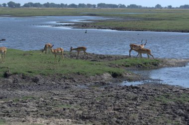 Vahşi hayvanlar doğada
