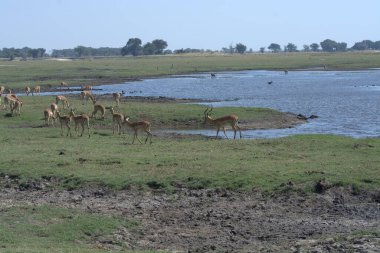 Kenya ovasında otlayan inek sürüsü