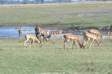 Kenya 'da bir geyik sürüsü.