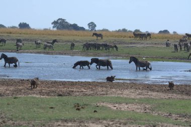 Vahşi Afrikalı hayvanlar doğada