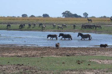 Kenya bozkırında vahşi bir hayvan sürüsü.
