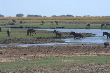 Botswana 'daki Chobe Ulusal Parkı' ndaki su birikintisinde fil sürüsü.