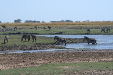 Afrika bozkırında vahşi atlar