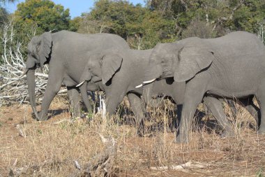 Doğadaki fil, Afrika