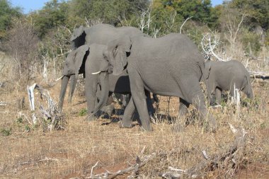 Kruger Ulusal Parkı 'ndaki fil, Güney Afrika