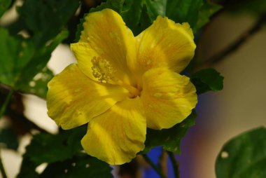 Bahçedeki sarı amber çiçeği