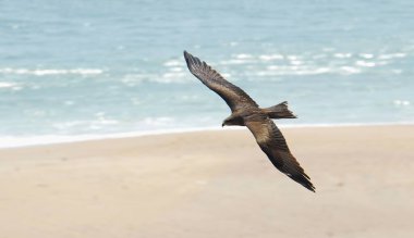 Denizde uçan bir martı..