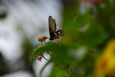 Çiçek, bitki ve hayvan üzerinde kelebek