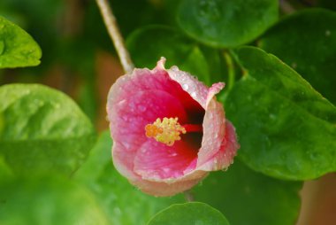 Bahçedeki güzel çiçekler