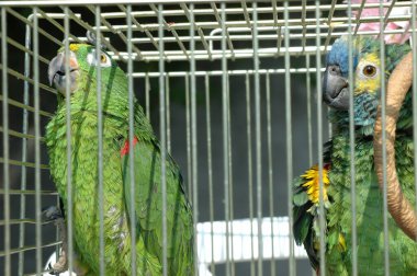 Kafesteki güzel papağan