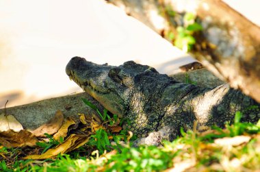 Yeşil bir ağaç gövdesinin yakın plan çekimi.