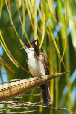 Bir ağacın dalındaki kuş.
