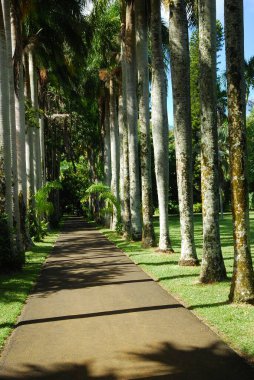 Palmiye ağaçları olan tropik bir bahçe