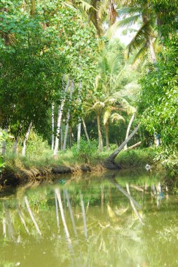 Tropikal ormanda hindistan cevizi ağaçları